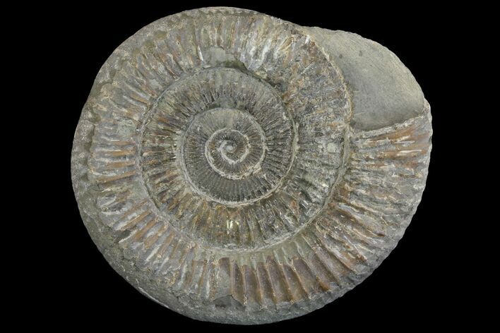 Ammonite (Dactylioceras) Fossil - England #149795